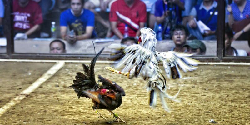 Đá gà Asil một sân chơi kịch tính